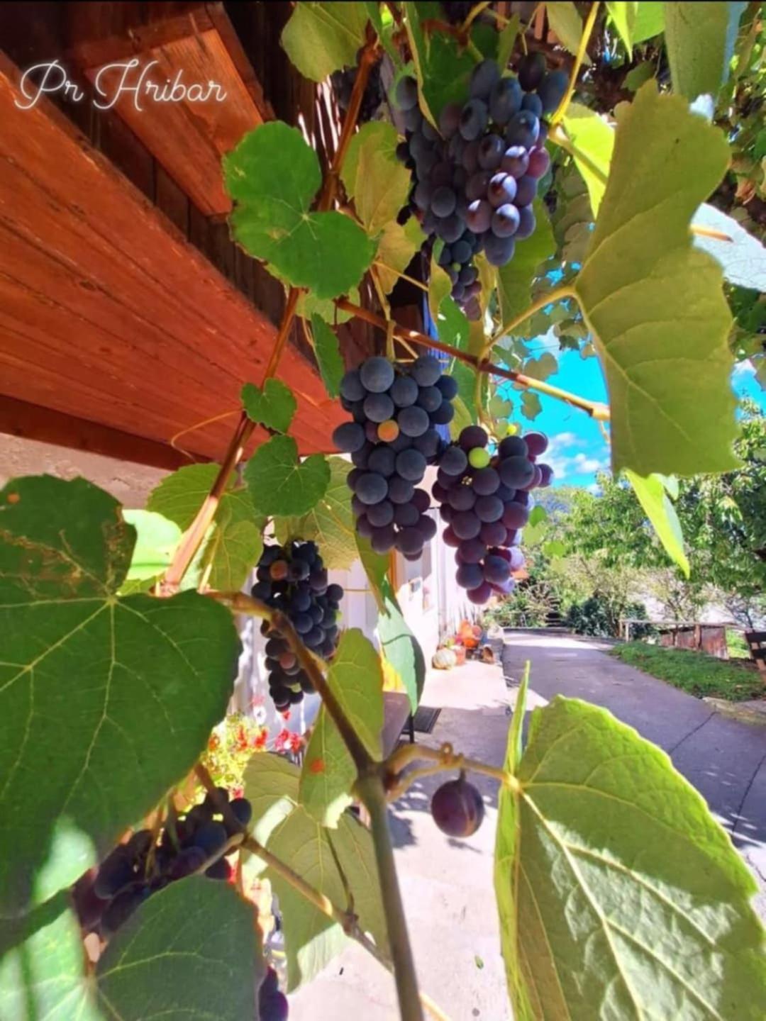 Pr' Hribar Apartment Zgornje Gorje Luaran gambar